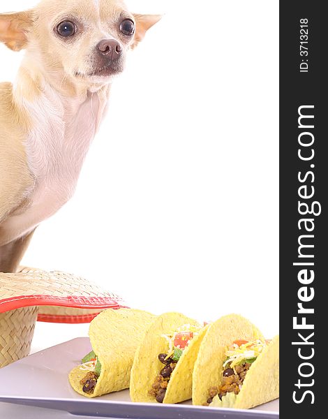 Chihuahua Tacos Vertical