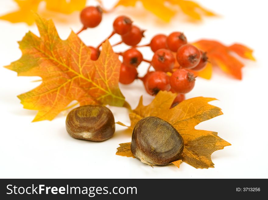 Chestnuts leaves and berries decoration isolated against white background