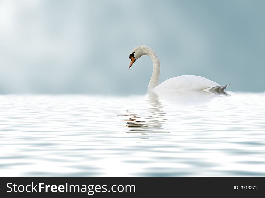 Lonely beautiful swan swimming on the lake