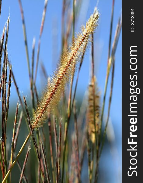 Tall grass with light blue sky back ground