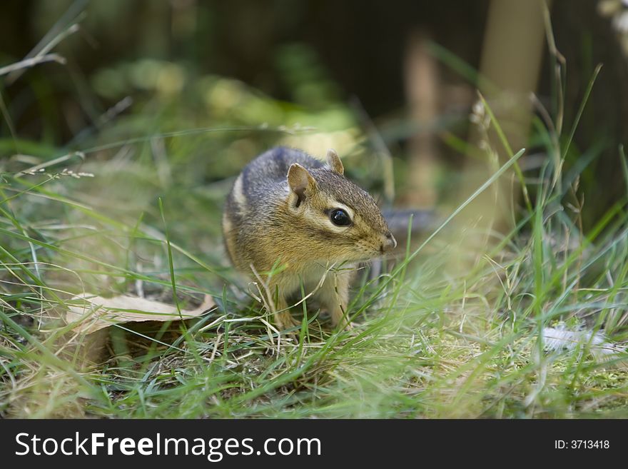 Chipmunk In The Grass