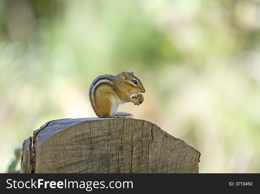 Chipmunk sitting on a tree stump and eating nut