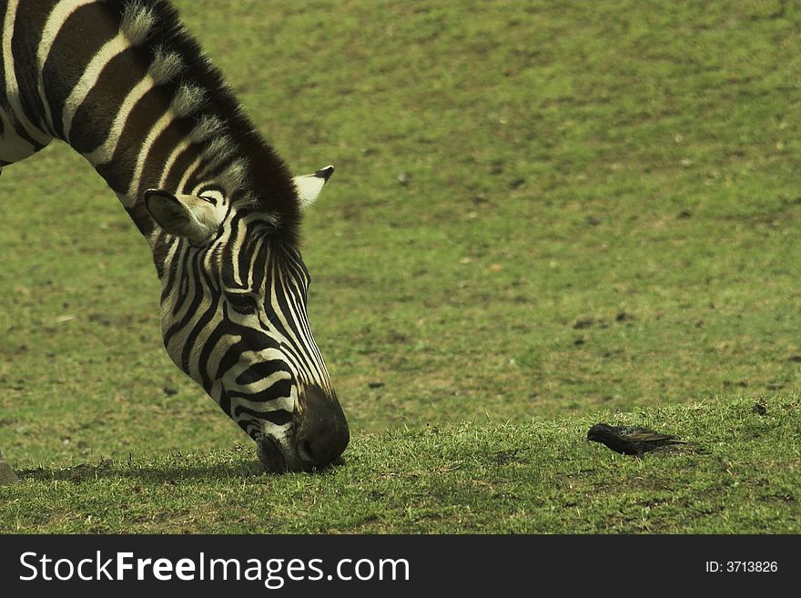 A zebra and a bird eating toghether. A zebra and a bird eating toghether