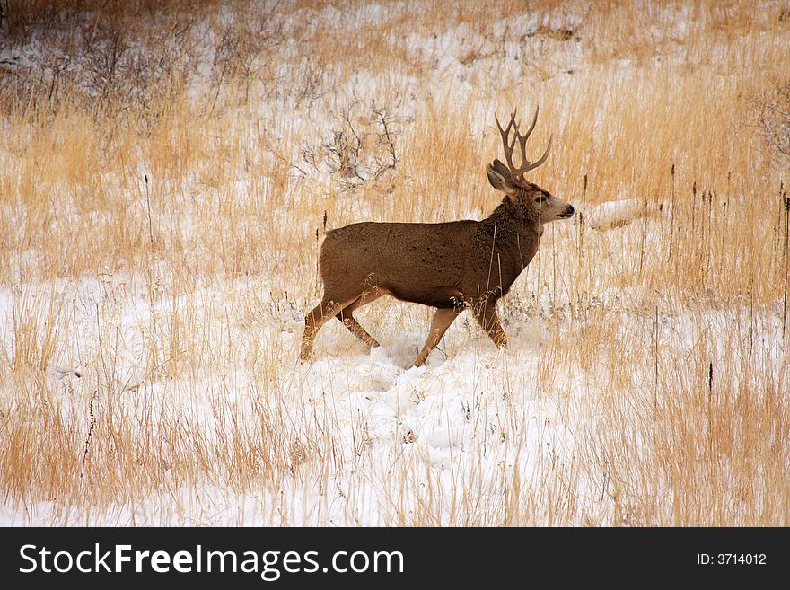 Buck Deer In th Snow