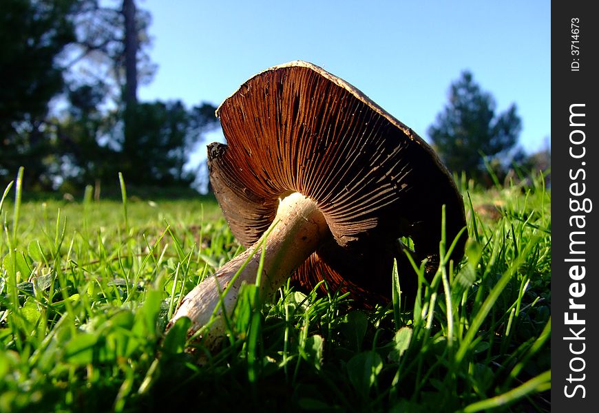 Natural mushroom in the forest