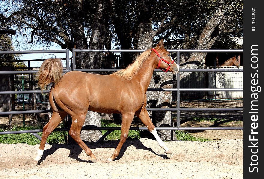 Sorrel quarter horse filly wearing red halter, trotting in round pen, tail up in air. Sorrel quarter horse filly wearing red halter, trotting in round pen, tail up in air.