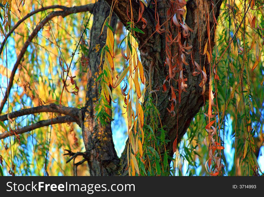 Autumn leaves. A willow in the end of summe