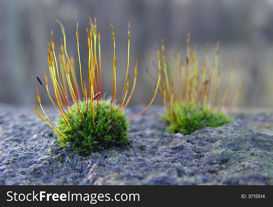 On top of a stone wall in a wooded area, minute clumps of moss form. Normally considered an annoyance, briefly, when fruiting, they appear rather exotic. Lit from the side by the setting sun, this minute plant, less than 1cm across, reveals its beauty. On top of a stone wall in a wooded area, minute clumps of moss form. Normally considered an annoyance, briefly, when fruiting, they appear rather exotic. Lit from the side by the setting sun, this minute plant, less than 1cm across, reveals its beauty.