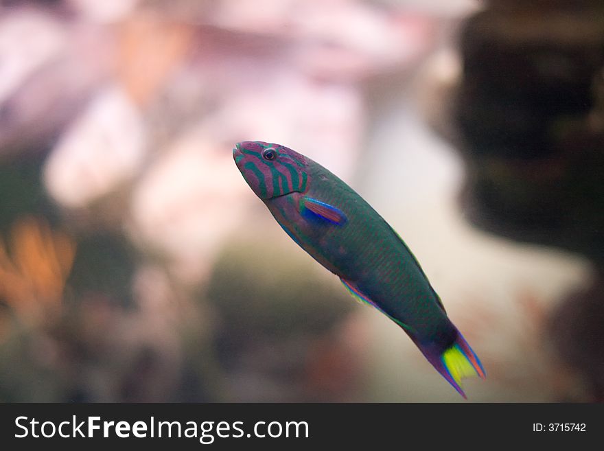 Moon wrasse on blurred background. Moon wrasse on blurred background