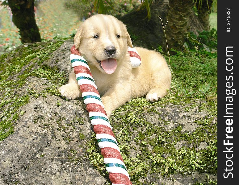 Purebred golden retriever puppy with christmas decoration. Purebred golden retriever puppy with christmas decoration