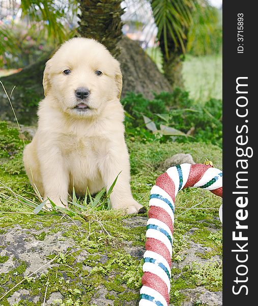 Purebred golden retriever puppy with christmas decoration. Purebred golden retriever puppy with christmas decoration