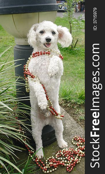 French poodle dog standing with christmas decoration