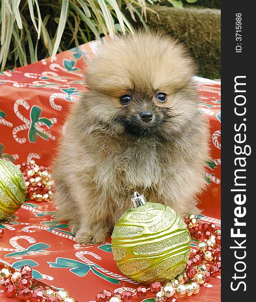 Purebred pomeranian puppy with christmas decoration. Purebred pomeranian puppy with christmas decoration
