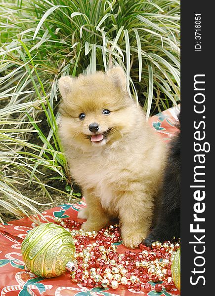 Purebred pomeranian puppy with christmas decoration