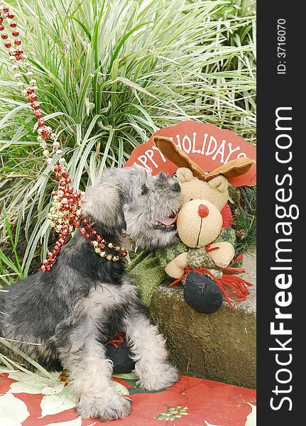 Purebred schnauzer puppy with christmas decoration