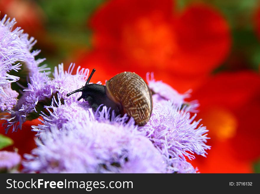 Snail on a flower in a garden of a private house