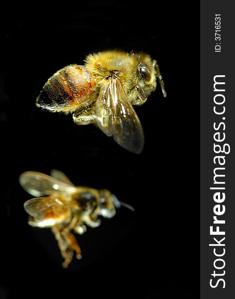 Close-up shot of  Flying bees with black background. Close-up shot of  Flying bees with black background