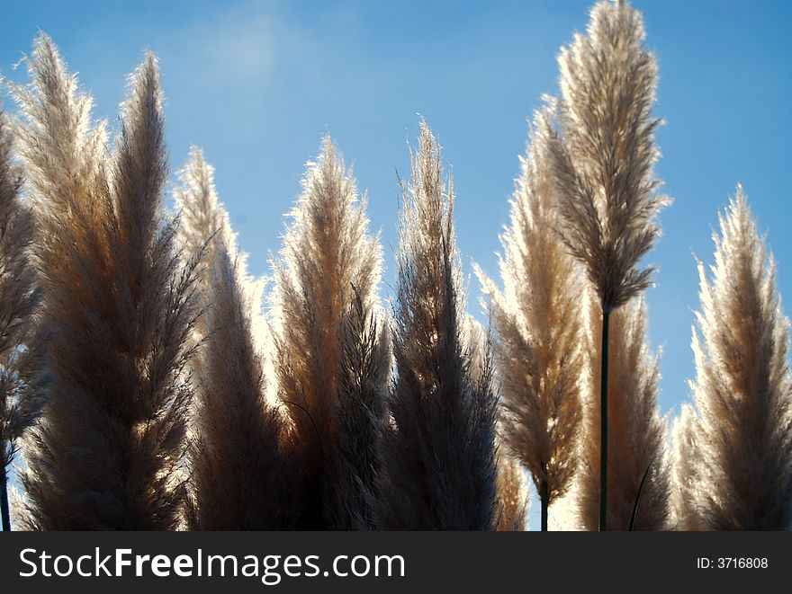 Water Reeds on a sunny afternoon