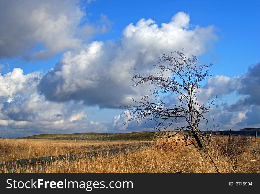 A rural Palouse landscape, a lone tree against fluffy clouds.