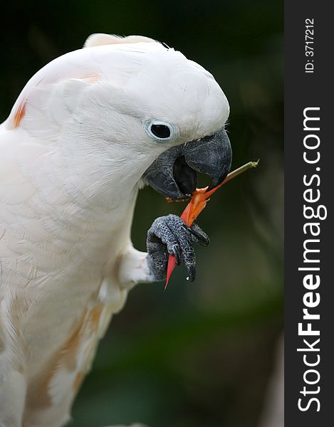 A close up shot of a white parrot