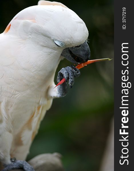 A close up shot of a white parrot