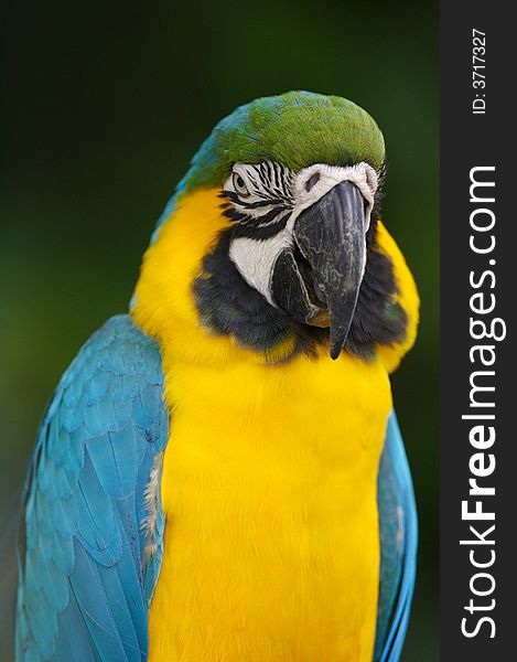 A close up shot of a Blue & Yellow Macaw