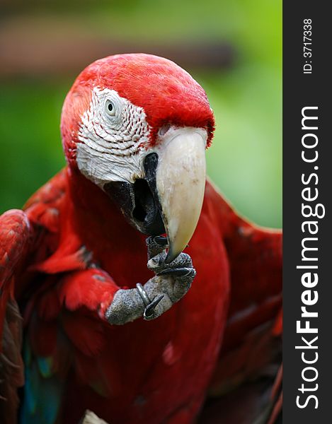 A close up shot of a Scarlet Macaw Macaw