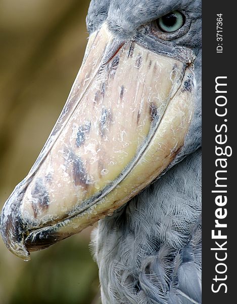 A close up shot of the African Shoebill