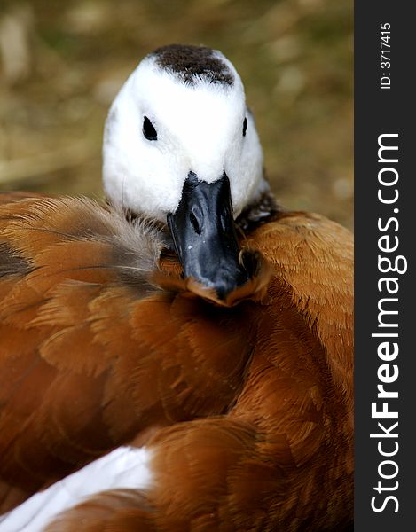 A close up shot of the African Shelduck