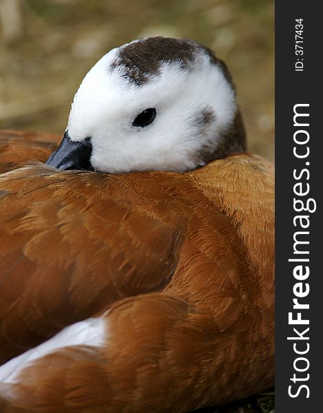 A close up shot of the African Shelduck