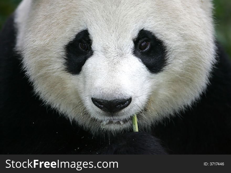 A close up shot of the Giant panda