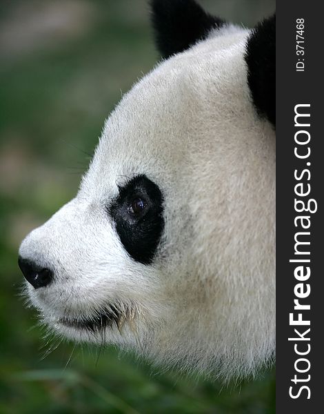 A close up shot of the Giant panda