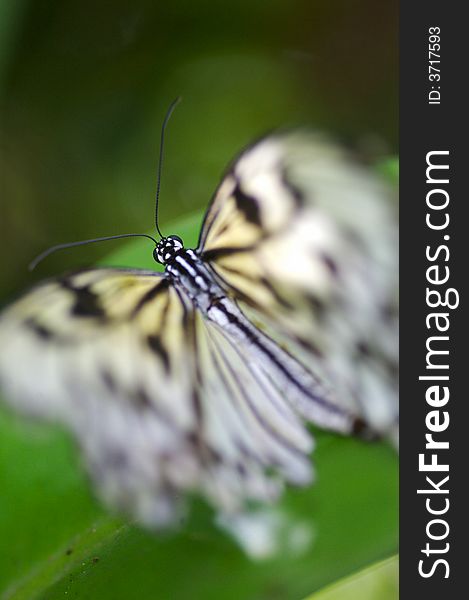 A close up shot of a butterfly. A close up shot of a butterfly