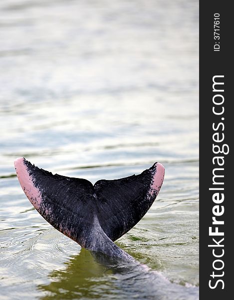 A close up shot of a dolphin tail