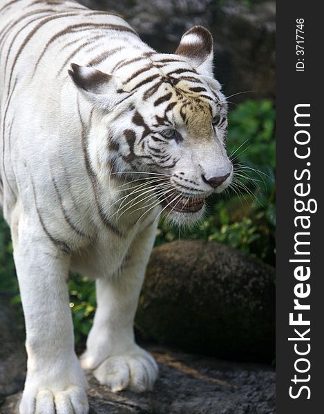 A close up shot of a white tiger