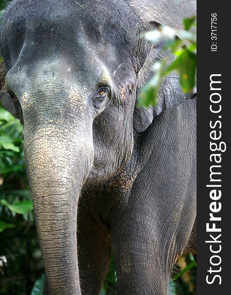 A close up shot of an Asian Elephant