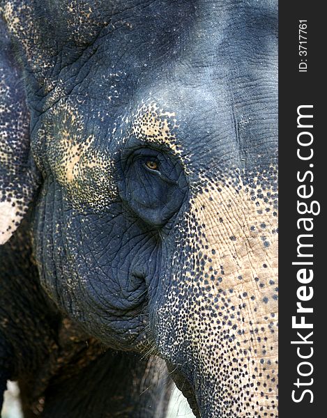 A close up shot of an Asian Elephant