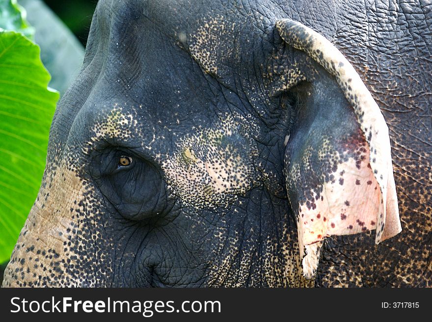 A close up shot of an Asian Elephant