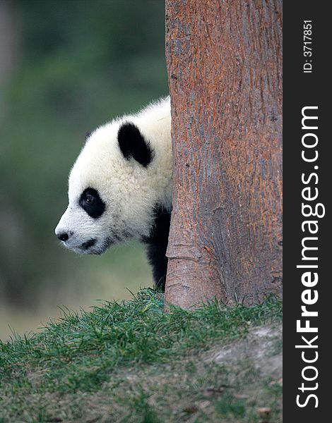 A close up shot of a giant panda cub