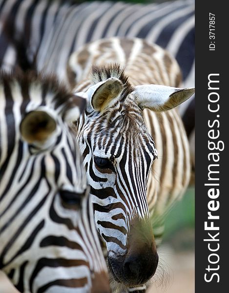 A close up shot of african Zebra