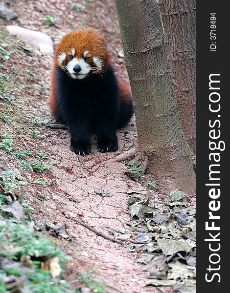 A shot of a red panda