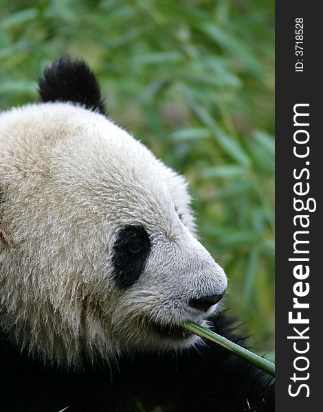 A shot of a giant panda cub