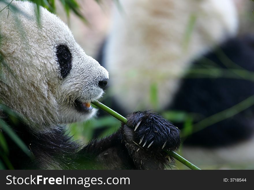 A shot of a giant panda