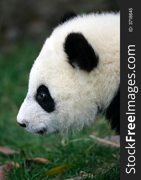 A shot of a giant panda cub