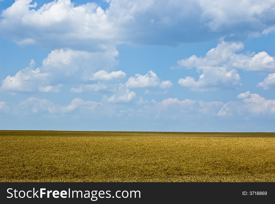 Wheat field and blue sky