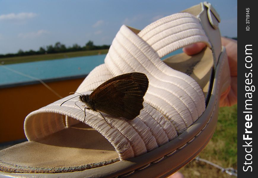 A butterfly at a break on a shoe. A butterfly at a break on a shoe.