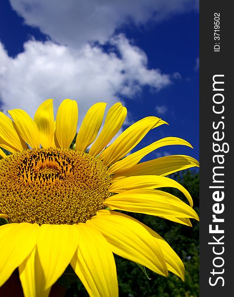 Sunflower on a background of the sky