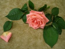 Pink Rose For Decoration Stock Images Pink Rose For Decoration Stock Images