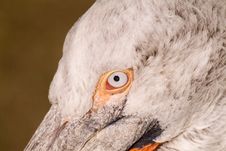 Dalmatian Pelican Stock Image Dalmatian Pelican Stock Image