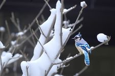 Blue Jay 3 Stock Images Blue Jay 3 Stock Images